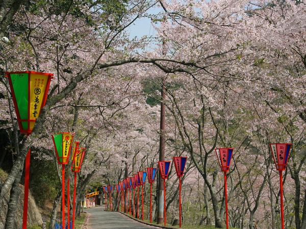 満開の花が咲いた桜がトンネル状になっていて両脇に赤い装飾の名入れぼんぼりが並んでいる小道の写真