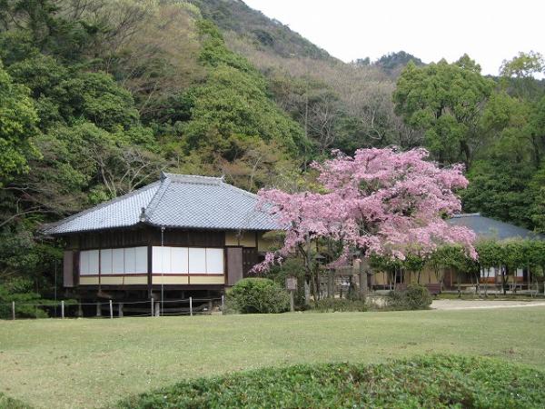 青々とした山を背景に芝生の広場に建つ、武家屋敷のような建物と花を咲かせている桜の木の写真