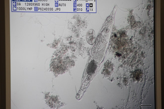 細長い形で口先が尖っているオオミドリムシの様な形をした微生物の写真