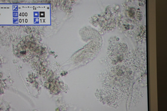 丸みをおびた頭で尾部は二股に分かれたカエトノツスの様な形をした微生物の写真