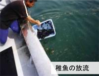 船の上から稚魚を海に放流している写真