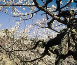 木の枝に白い梅の花がたくさん咲いている写真