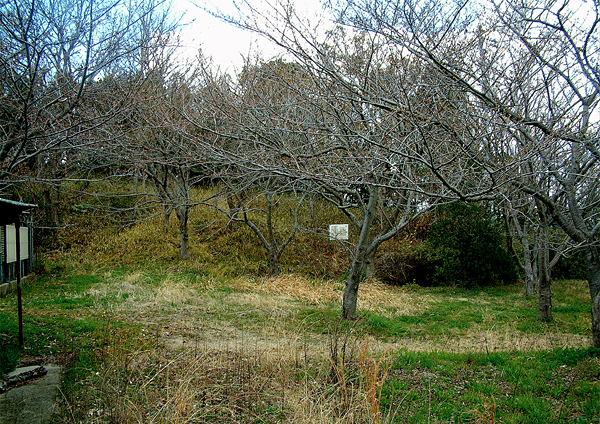 芽がまだ芽吹いていない枝のみの木の下にひっそりと佇む輿塚古墳を撮影した写真
