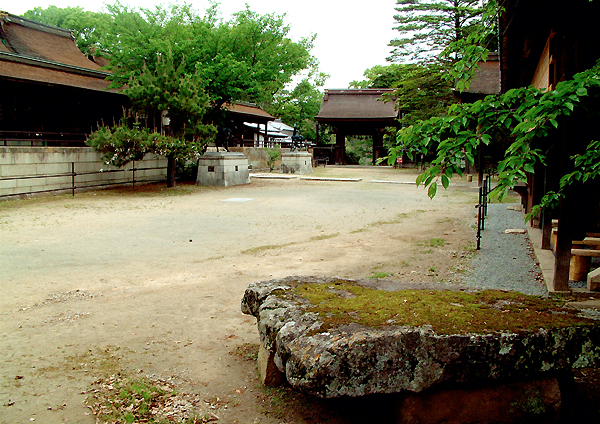 賀茂神社の境内にあるソテツとその周りに配置されている社殿を写した写真