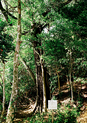 河内神社の裏山に自生するシラカシ林にある大きなシラカシの樹木を撮影した写真