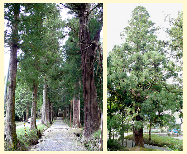 左:宇府山神社の砂利で整備された参道に等間隔で植えられた杉を撮影した写真、右:大きな1本の杉の木全体を写した写真