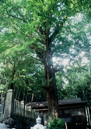 篠首八幡神社にあるまだ緑の葉のイチョウを下から撮影した写真