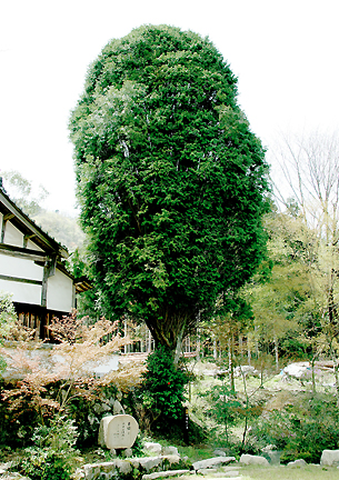 梅岳寺にある葉が丸く整えられた千年ヒノキを撮影した写真