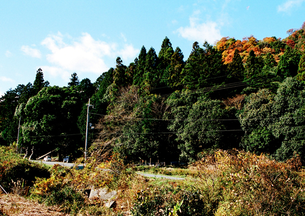 紅葉した木やシリブカガシ林が広がる松尾神社の道沿いを撮影した写真