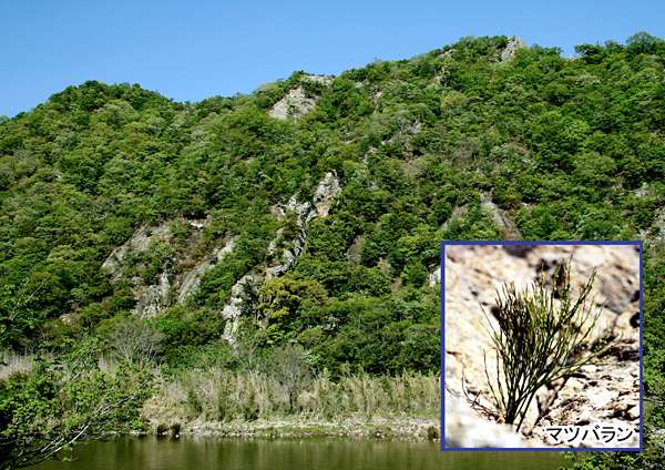 屏風岩一帯に覆われた植物群落の写真と右下に絶滅危惧種であるマツバランを撮影した写真