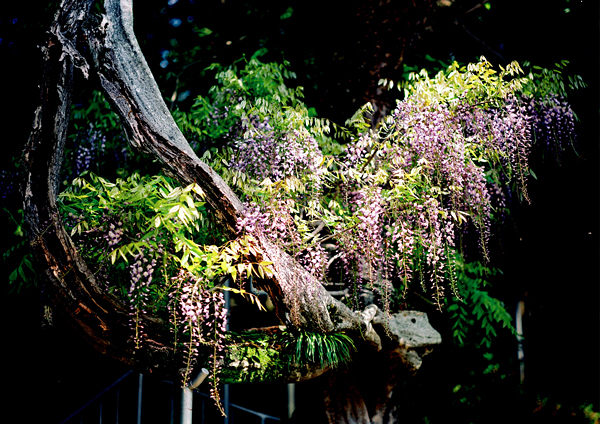 鮮やかな緑の葉とピンクの花びらが芽吹く竹原のフジの写真