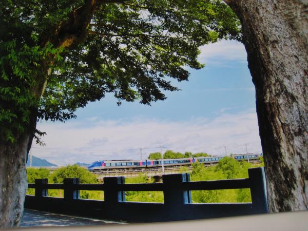 右と左にそびえ立つ2本のむくの木の間の奥に走る青い電車を撮影した写真