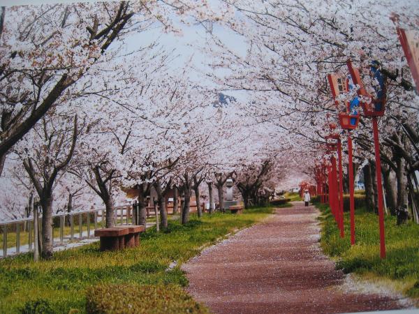 奥まで続く一本道の両側にいっぱいに並んだ満開の桜の木を撮影した写真