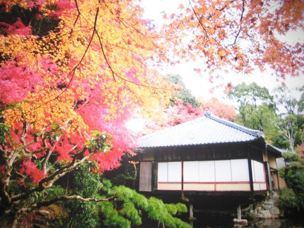 赤い紅葉や黄色いイチョウの木が生える聚遠亭の景色を撮影した写真
