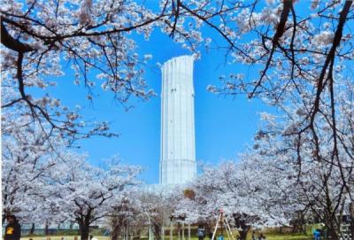 公園に咲く沢山の桜の奥から青空へそびえ立つ真っ白な建物の写真