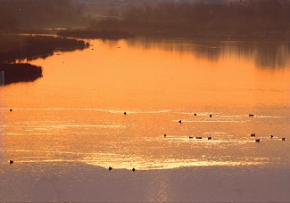 朝焼けでオレンジ色に染まっている揖保川を複数の鳥たちが泳いでいる写真