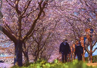 ピンク色の花を咲かせた桜の木がトンネルのようになっている道を二人並んで散歩している老夫婦の写真