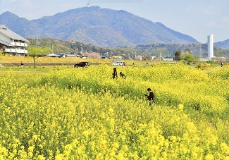 木々の生えた山を背景に、数名の人がいる、あたり一面に生えている黄色の花を咲かせた菜の花畑の写真