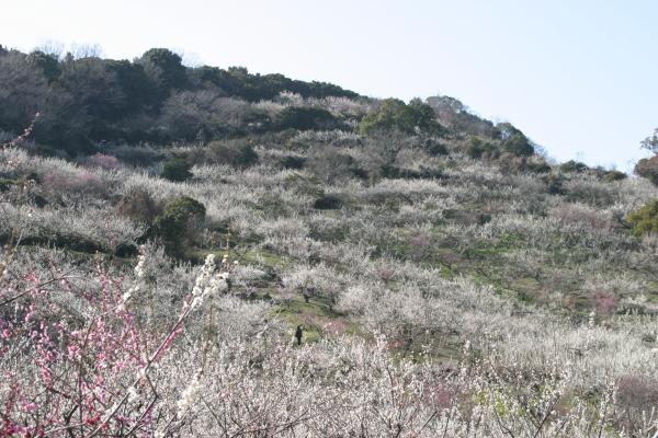 広大に広がる綾部山丘陵を写した写真