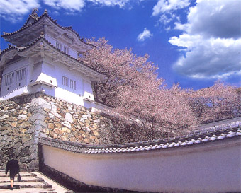 青空の下、満開の桜に囲まれている城の写真