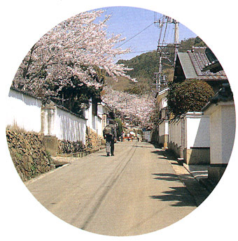 青空の下、白壁が続く街並みに満開のピンク色の桜で彩られている写真