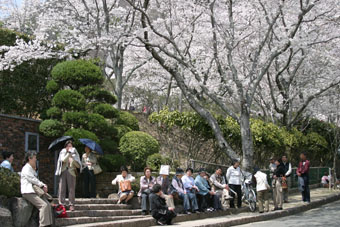 公園内にある満開の花が咲く桜の木の下で、沢山の人たちが座り花を見ている写真
