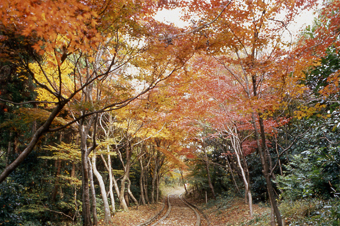 細い通路の上を、黄色やオレンジに色づいた木々が鬱蒼と生い茂っている紅葉のトンネルの写真