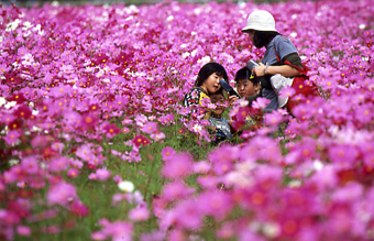 広大な敷地に植えられた白やピンク色のコスモスに囲まれた畑の中で、母親と子供たちが花を愛でている様子の写真