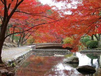 東山公園内の小川の上にかかる小橋の上や水面に、木々が真っ赤に染まった紅葉が広がっている写真