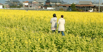 広大な敷地内に咲いた黄色の菜の花畑を、2人の女性が歩いている後ろ姿の写真