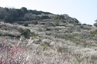 広大な綾部山の斜面に広がる梅の木に、白やピンク色の花が咲き誇っている写真