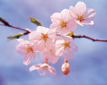 枝先に咲いている桜の花のアップ写真