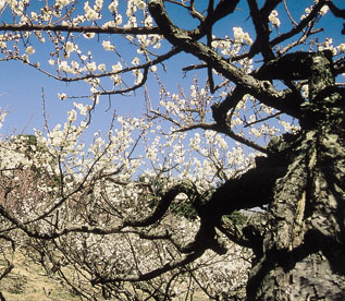 大きな幹をした梅の木の枝先に梅の花が咲いている真