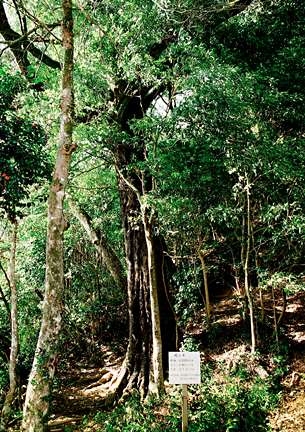 河内神社のシラカシ林