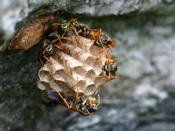 アシナガバチの巣の写真