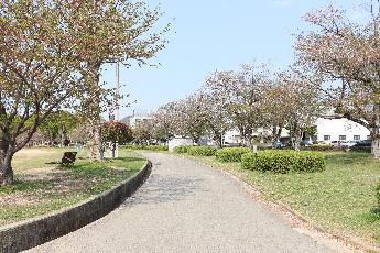 2025年4月16日現在の中川原公園の桜の開花状況1