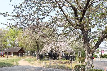 2025年4月16日現在の中川原公園の桜の開花状況2