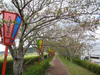 2025年4月16日現在の正條桜づつみの桜の開花状況1