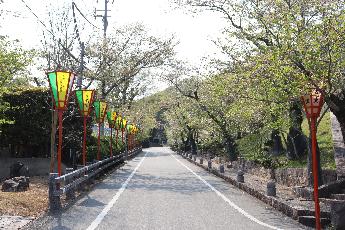 2025年4月16日現在の龍野公園の桜の開花状況1