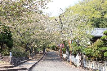 2025年4月16日現在の龍野公園の桜の開花状況2
