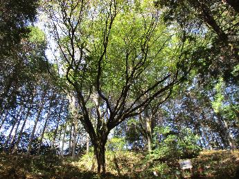 2025年4月21日現在の新宮大山桜の開花状況1