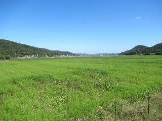 令和7年10月10日時点のコスモス畑の様子1