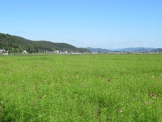 令和7年10月10日時点のコスモス畑の様子2