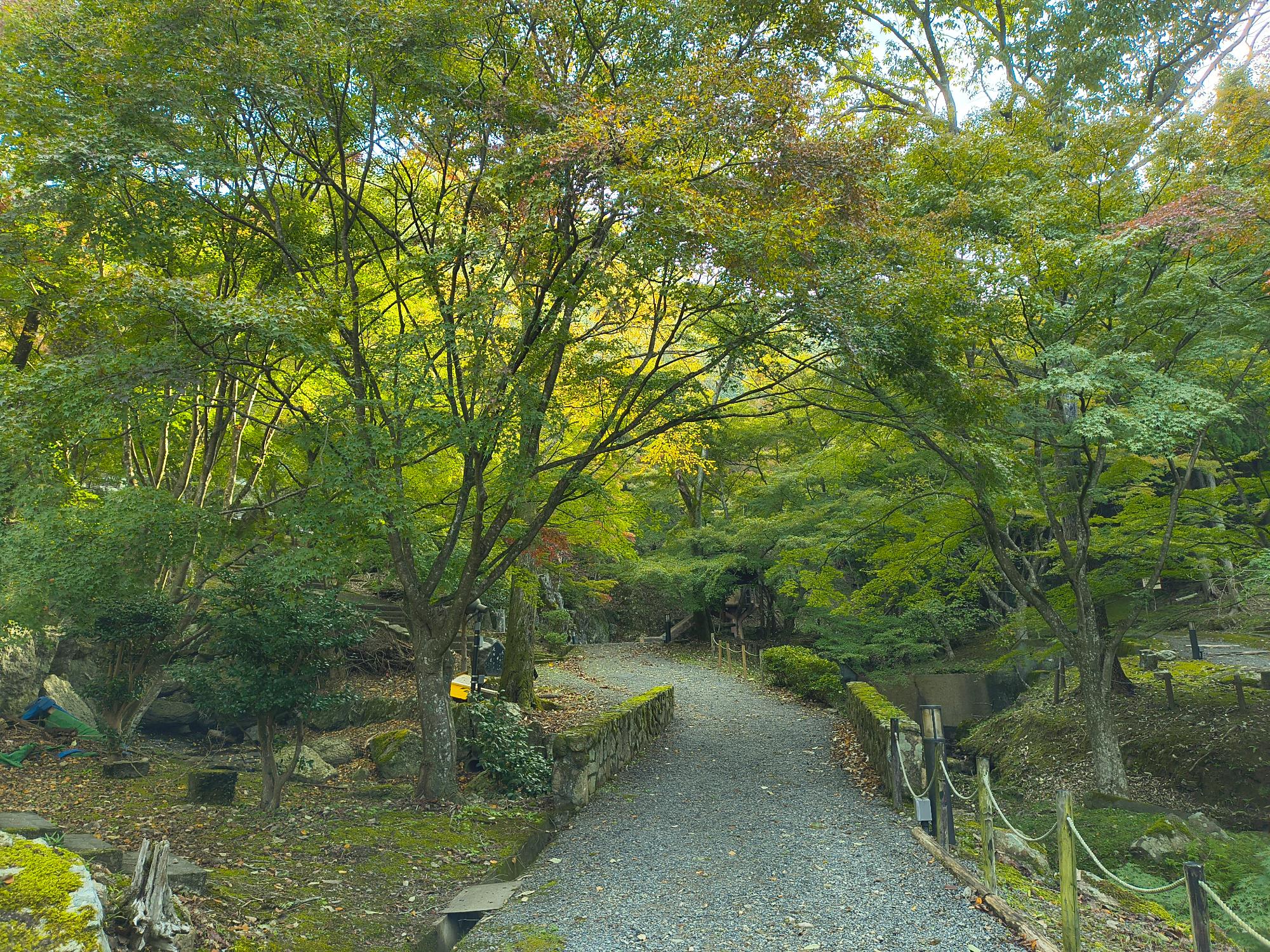 2025年11月4日現在東山公園紅葉写真2