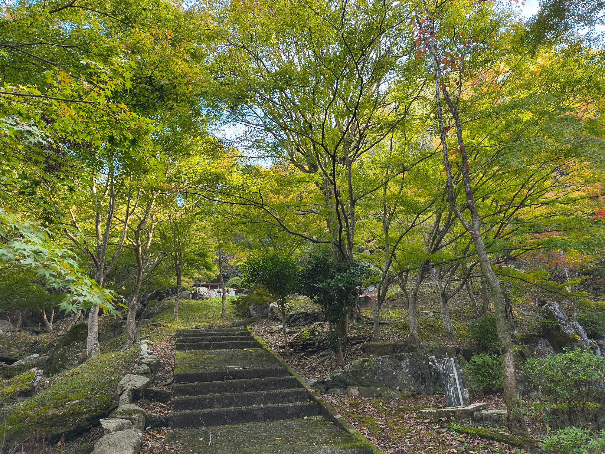 2025年11月4日現在東山公園紅葉写真1