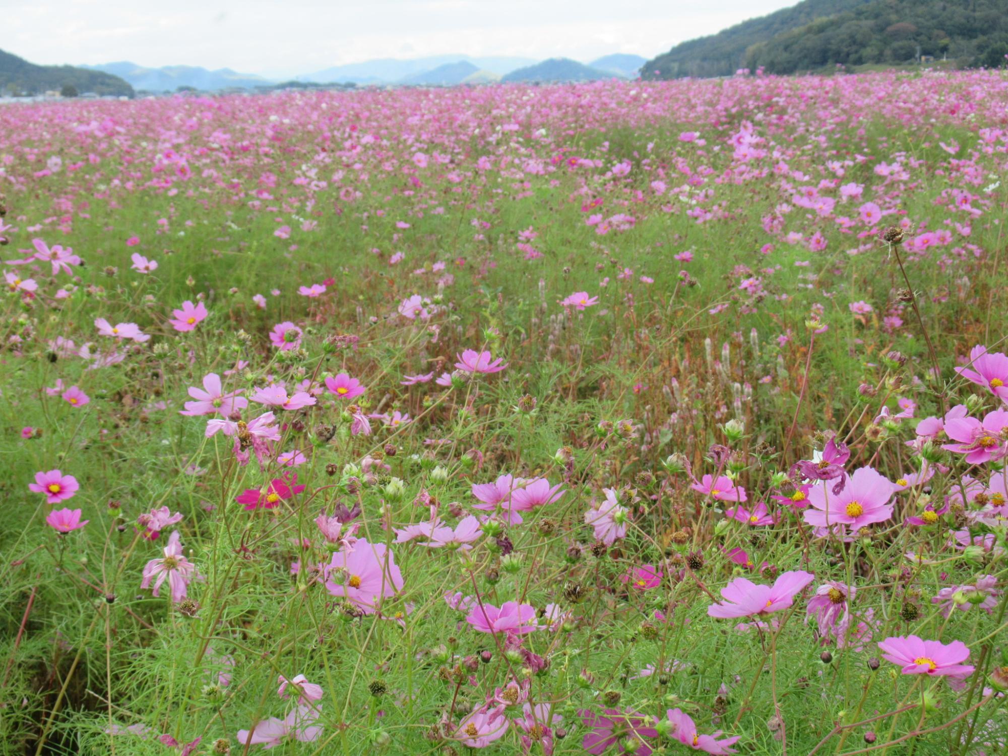 令和7年11月6日時点のコスモス畑の様子1