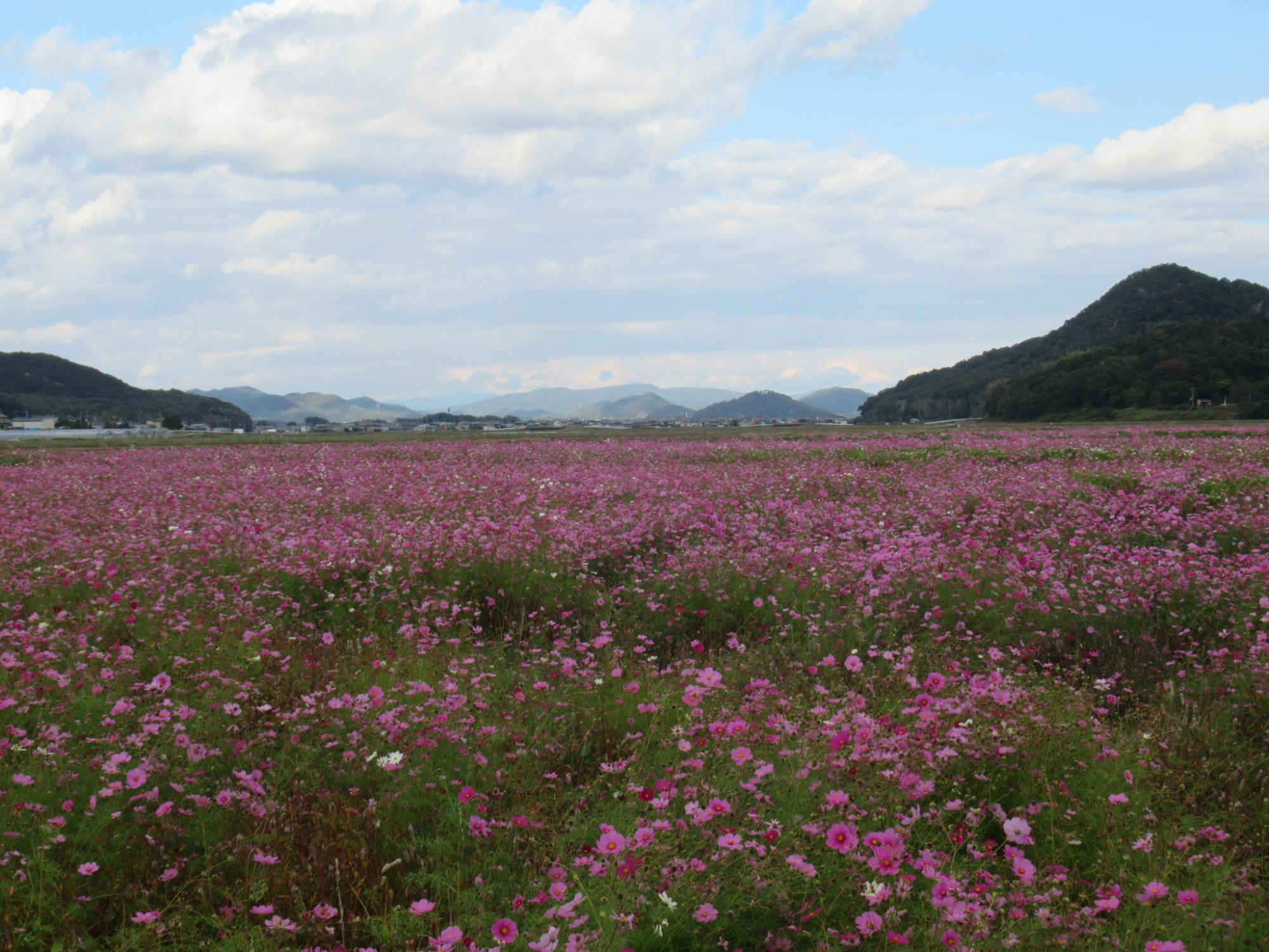 令和7年11月6日時点のコスモス畑の様子2