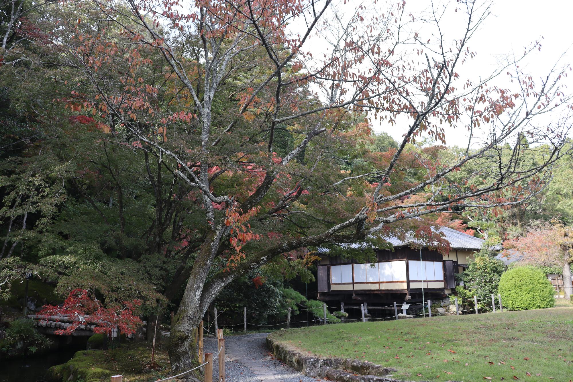 11月7日現在聚遠亭紅葉写真1