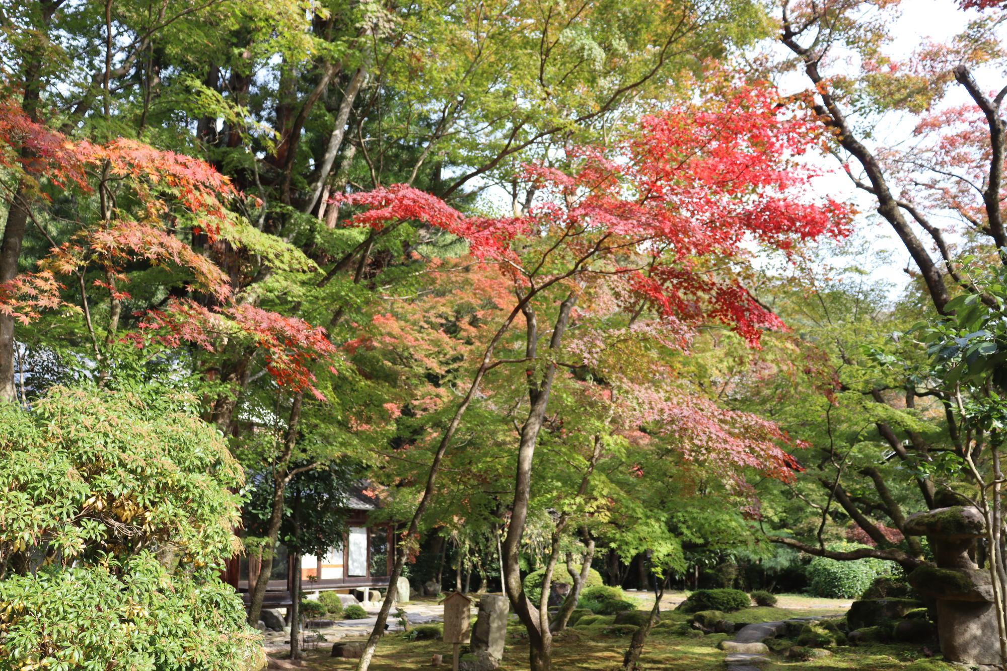 11月7日現在聚遠亭紅葉写真2