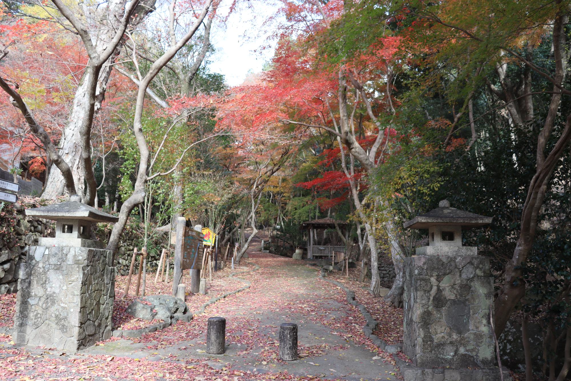 12月3日現在紅葉谷紅葉写真1